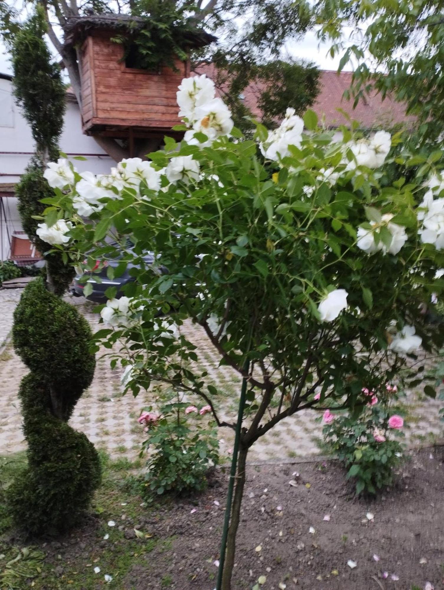 Pensiunea Sub Cetate Deva Exterior foto